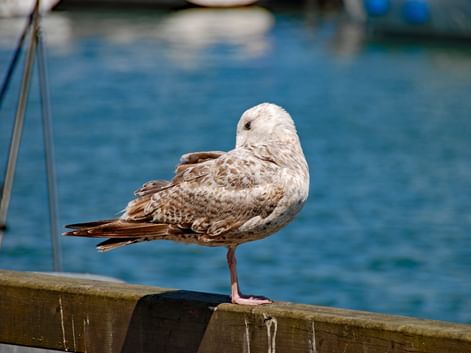 Mouette sur fond de mer baltique