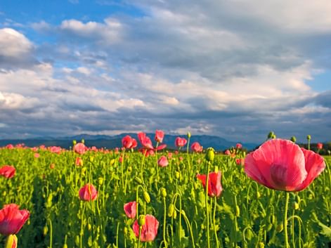 Champs de coquelicot entre Salzbourg et Vienne