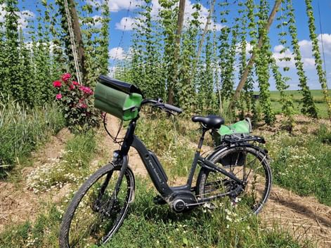 A vélo dans les houblonnières alsaciennes