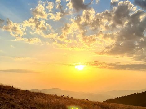Coucher de soleil doré sur prairie de montagne dans les Hautes-Vosges avec bétail au pâturage sur la pente. Nuages dramatiques illuminent le ciel.