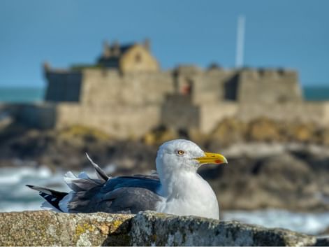 Mouette à Saint-Malo