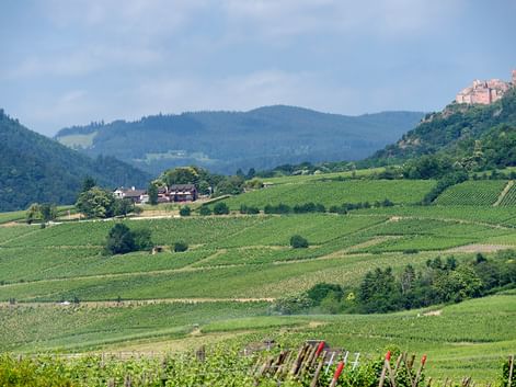 Vignoble au dessus de Ribeauvillé