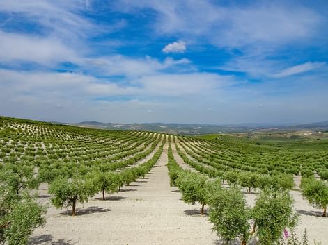 Oliveraie près de Lucena en Andalousie