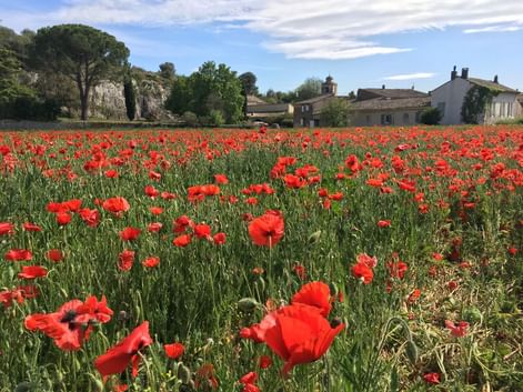 Paysage de Provence