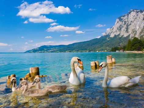 Cygnes sur l'Attersee