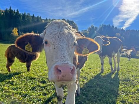 Vaches sur le Mirnock