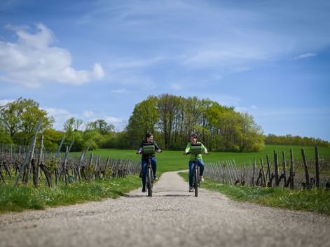 A vélo dans les vignobles de Cleebourg