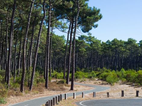 Piste cyclable serpentant dans une pinède de la côte Atlantique française