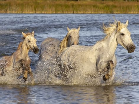 Trois chevaux blancs de Camargue galopent dans l'eau peu profonde, créant des éclaboussures. Marais avec herbe dorée en arrière-plan.