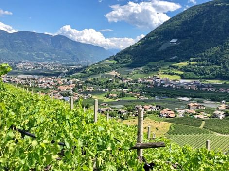 Vignobles à Merano