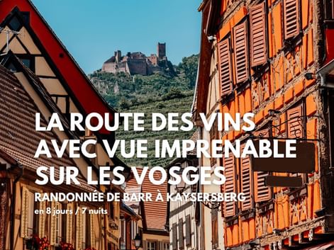 La route des Vins d'Alsace en randonnée