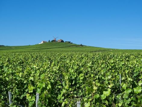 Le vignoble de Verzenay en Champagne