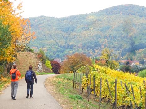Randonneuses marchant sur un chemin au coeur du vignoble alsacien en automne