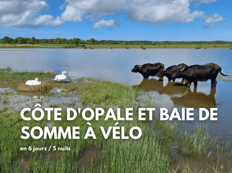 Trois buffles d'eau noirs dans l'eau peu profonde avec des cygnes blancs à proximité dans les zones humides de la Baie de Somme sous un ciel bleu.