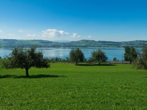Sursee