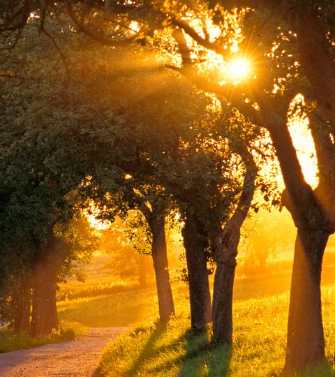 Soleil couchant à travers les branches d'arbres plantés le long d'un sentier