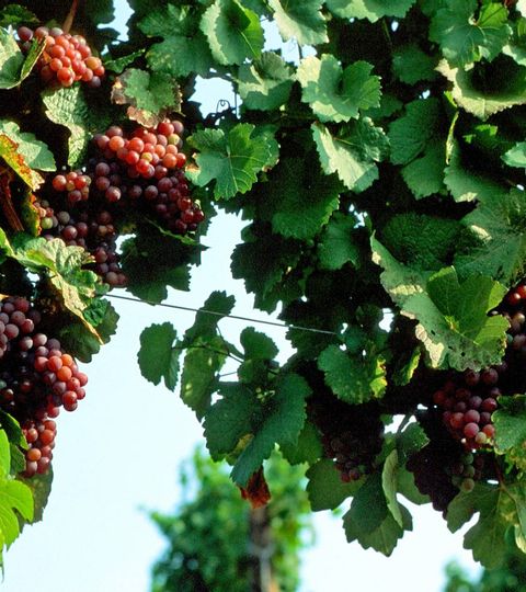 Gros plan sur les vignes alsaciennes