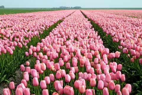 Champ de tulipes aux Pays-Bas