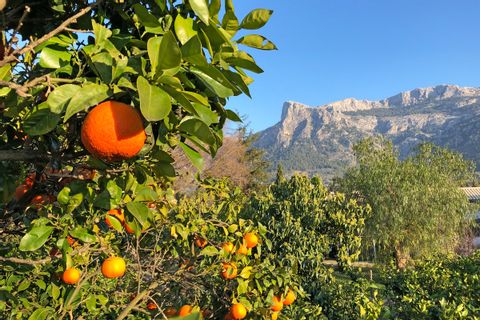 Orangers de Majorque avec la Serra Tramuntana à l'arrière plan
