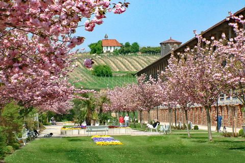 Cerisiers en fleur près des salines de Bad Dürkheim