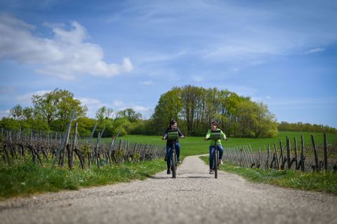 A vélo dans le vignoble alsacien avec Espace Randonnée