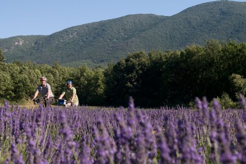 Deux cyclotouristes profitent d'une étape à vélo au milieu des champs de lavande en Provence