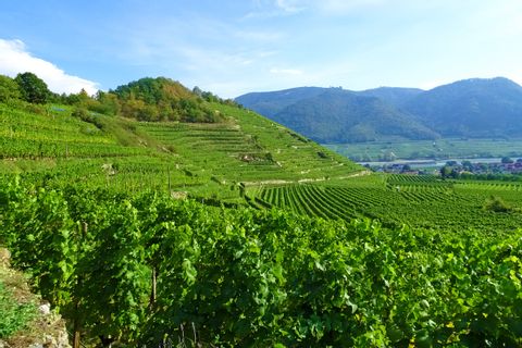 Vue des vignobles de la Wachau