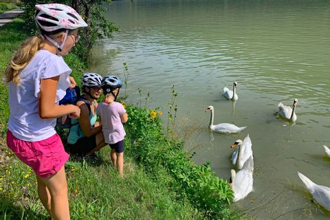 Jeunes cyclistes donnent à manger à des cygnes sur les rives du Danube autrichien