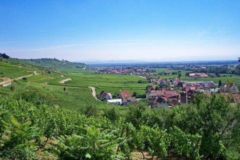 Vue du vignoble de la plaine d'Alsace