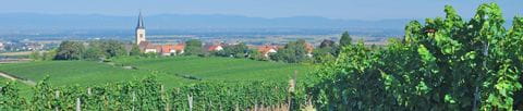 Paysage caractéristique du Markgräflerland, région viticole du sud-ouest de l'Allemagne
