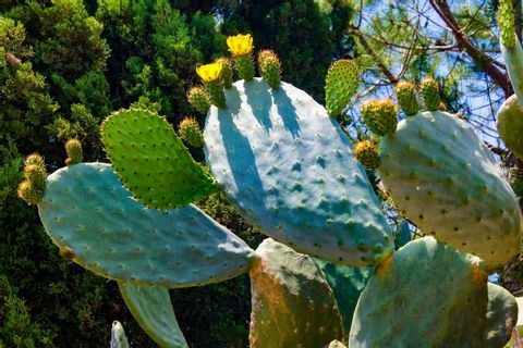 Cactus, Majorque