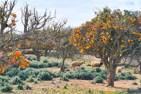 Orangers et moutons à Majorque
