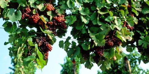 Gros plans de vignes et raisins alsaciens