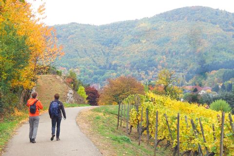 Randonneuses marchant sur un chemin au coeur du vignoble alsacien en automne