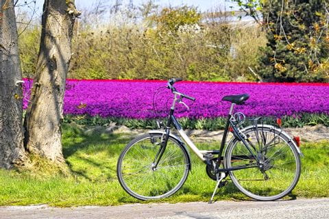 Vélo devant un champ de tulipes en fleur