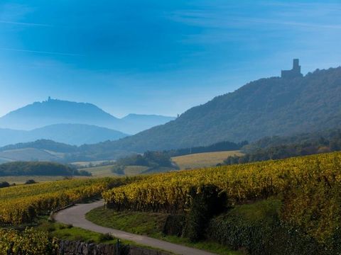 Vue de la route des vins d'Alsace et des Vosges