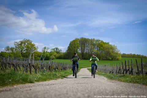 Deux cyclotouristes pédalent entre les vignes de Cleebourg en Alsace