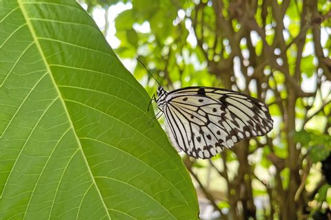 Jardin des papillons, île de Mainau