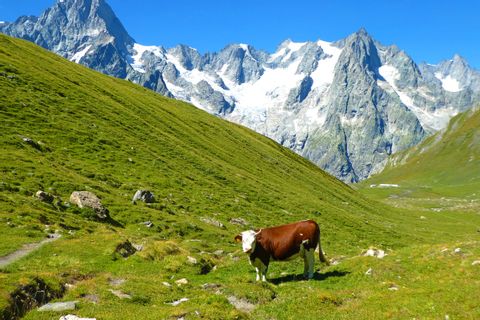 Vache en liberté dans les Alpes françaises