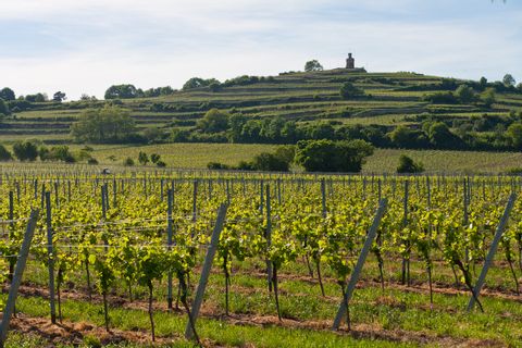Vignoble du Palatinat en Allemagne