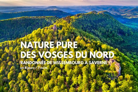 Nature pure des Vosges du Nord, séjour de randonnée de Wissembourg à Saverne
