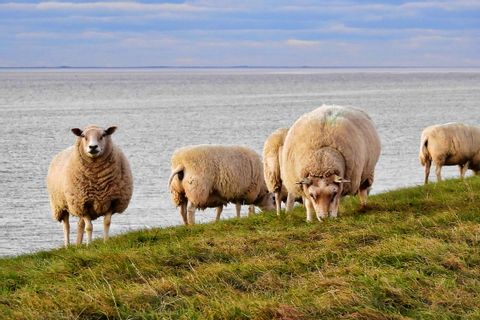Moutons en Hollande septentrionale
