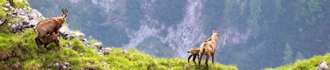 Chamois aperçus dans le massif de Karwendel