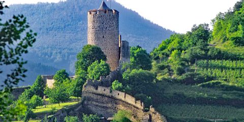 Vue du château de Kaysersberg entouré de verdure et de vignes