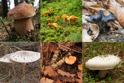 Différents types de champignons qu'il est possible de rencontrer pendant ses randonnées d'automne