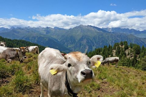 Vaches entre le Hirzer et la vallée de Passeiertal