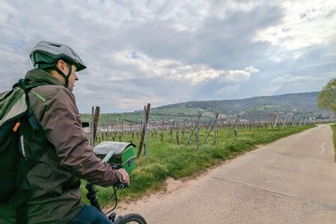 A vélo sur la Route des Vins d'Alsace, entre Obernai et Andlau