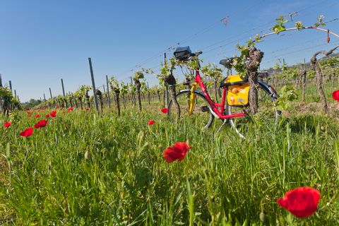 Vélo dans les vignes de la Route des vins d'Allemagne