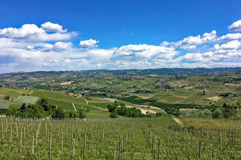 Paysage de vignoble dans le Piémont en Italie