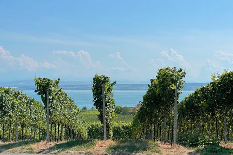 Vignoble sur les rives du Lac de Constance